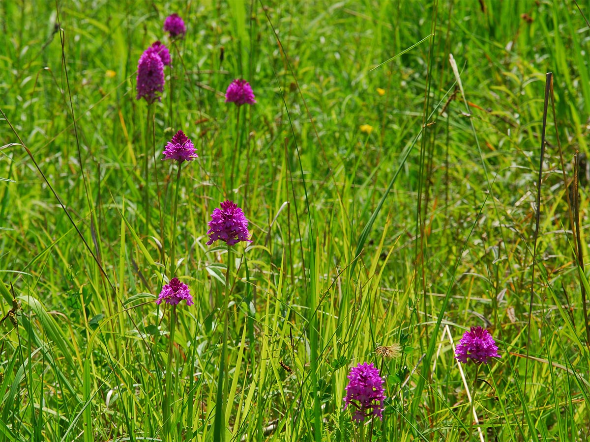 Anacamptis pyramidalis